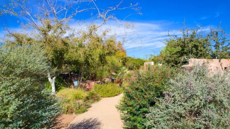 Tohono Chul – Perfecto para desconectarte