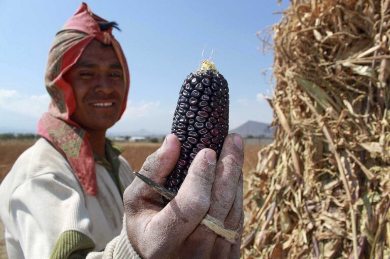 Pueblos del Maíz: El Nuevo Festival Internacional