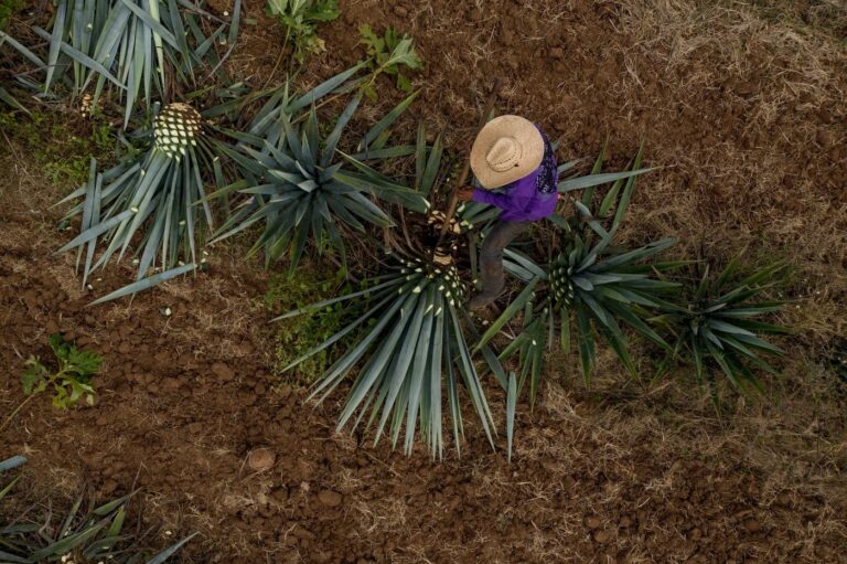 Llega el Agave Heritage Festival a Tucson