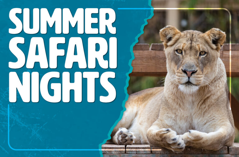 Noches de Safari en el Zoológico