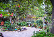 Jardín Botánico de Tucson – Vive el Encanto