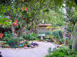 Jardín Botánico de Tucson – Vive el Encanto