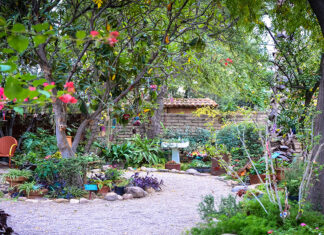 Jardín Botánico de Tucson – Vive el Encanto