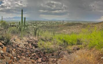 Colina Tumamoc – Vive el Senderismo en Tucson