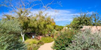 Tohono Chul – Perfecto para desconectarte