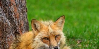 Visita Bearizona y Vive una Experiencia Salvaje Bearizone