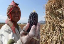 Pueblos del Maíz: El Nuevo Festival Internacional