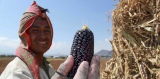 Pueblos del Maíz: El Nuevo Festival Internacional