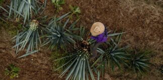 Llega el Agave Heritage Festival a Tucson