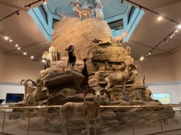 Museo de la Fauna Salvaje en Tucson