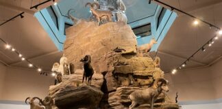 Museo de la Fauna Salvaje en Tucson